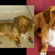 Illustration for article titled Pet Photographer Says Better Photos Save Shelter Dogs Lives